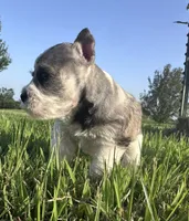 Salt n Pepper Parti, a female Miniature Schnauzer for sale in Atoka, OK – 3 of 6
