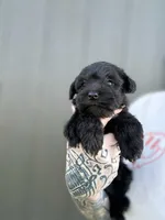 Solid Black Girl, a female Miniature Schnauzer for sale in Atoka, OK – 2 of 3