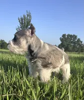 Salt n Pepper Parti, a female Miniature Schnauzer for sale in Atoka, OK – 2 of 6