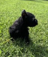 Black beauty , a female Miniature Schnauzer for sale in Atoka, OK – 2 of 3