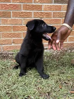 Deuce, a male German Shepherd Dog for sale in Dothan, AL – 2 of 2