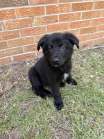 Blue, a male German Shepherd Dog for sale in Dothan, AL – 2 of 2