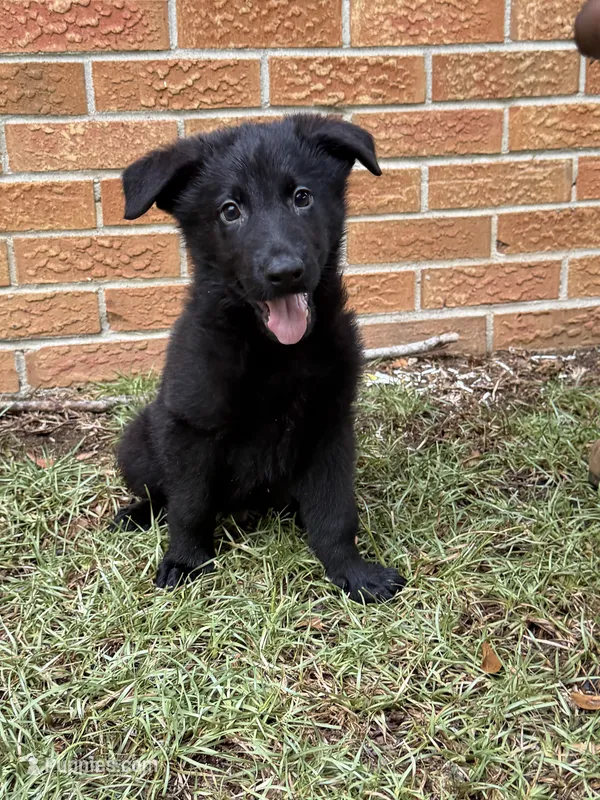 Deuce – German Shepherd Dog puppy for sale in Dothan, AL