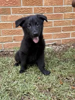 Deuce, a male German Shepherd Dog for sale in Dothan, AL – 1 of 2