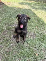 Ace, a male German Shepherd Dog for sale in Dothan, AL – 2 of 2