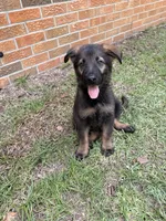 Ace, a male German Shepherd Dog for sale in Dothan, AL – 1 of 2