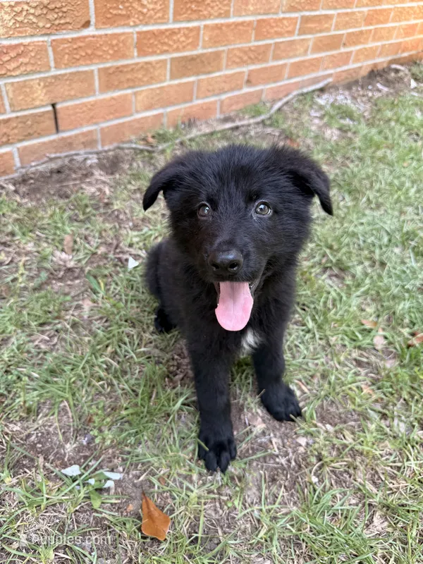 Blue – German Shepherd Dog puppy for sale in Dothan, AL