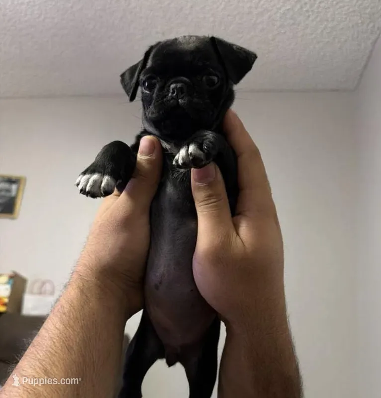 Birdie  – Pug puppy for sale in Goodyear, AZ