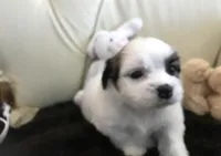 Shih Tzu, a female Shih Tzu for sale in New York, NY – Photo 5 of 5