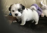 Shih Tzu, a female Shih Tzu for sale in New York, NY – Photo 2 of 5