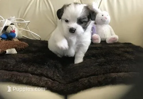 Shih Tzu – Shih Tzu puppy for sale in New York, NY