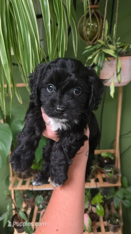 Dax – Cavapoo puppy for sale in Benton, IL