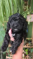 Spud, a male Cavapoo for sale in Benton, IL – 1 of 1