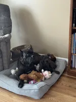 Izzy, a female Cane Corso for sale in Fishersville, VA – 5 of 7