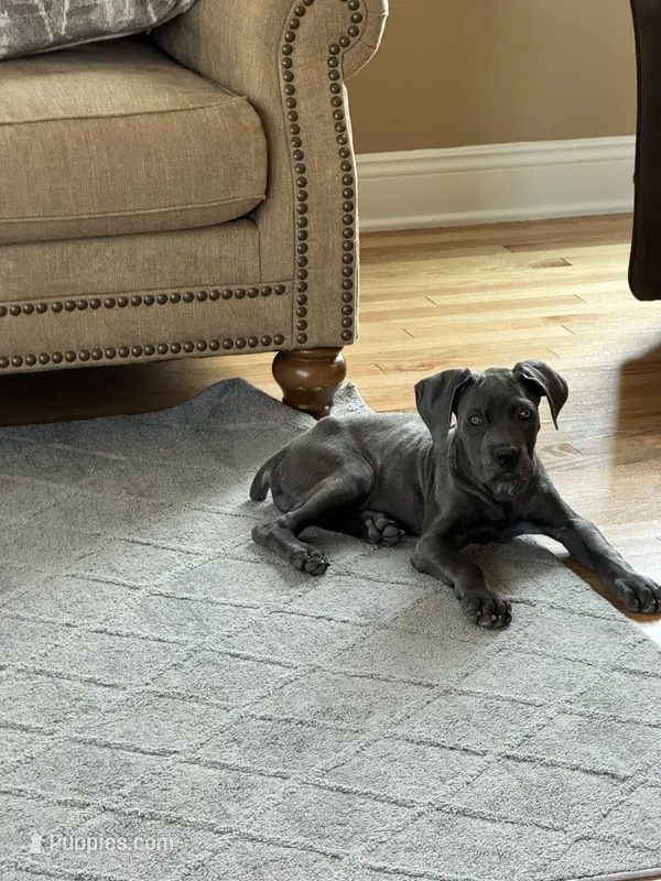Lucy - Full AKC – Cane Corso puppy for sale in Fishersville, VA