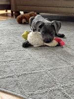 Lucy - Full AKC, a female Cane Corso for sale in Fishersville, VA – 6 of 9