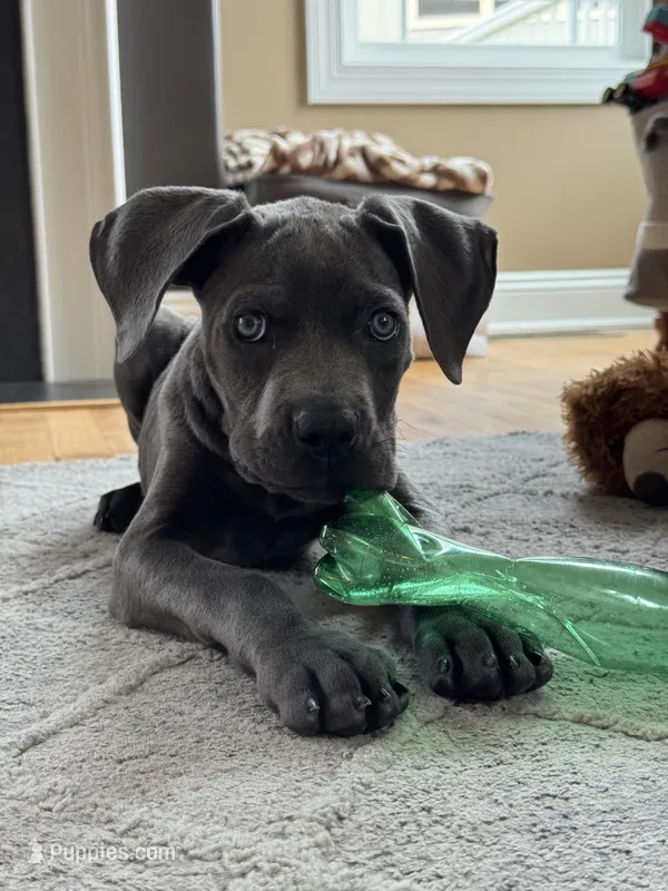 Lucy - Full AKC – Cane Corso puppy for sale in Fishersville, VA