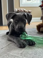 Lucy - Full AKC, a female Cane Corso for sale in Fishersville, VA – 1 of 9