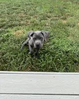 Lucy - Full AKC, a female Cane Corso for sale in Fishersville, VA – 2 of 9