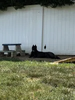 Izzy, a female Cane Corso for sale in Fishersville, VA – 4 of 7