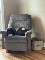 Izzy, a female Cane Corso for sale in Fishersville, VA – 1 of 7