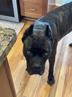 Izzy, a female Cane Corso for sale in Fishersville, VA – 6 of 7