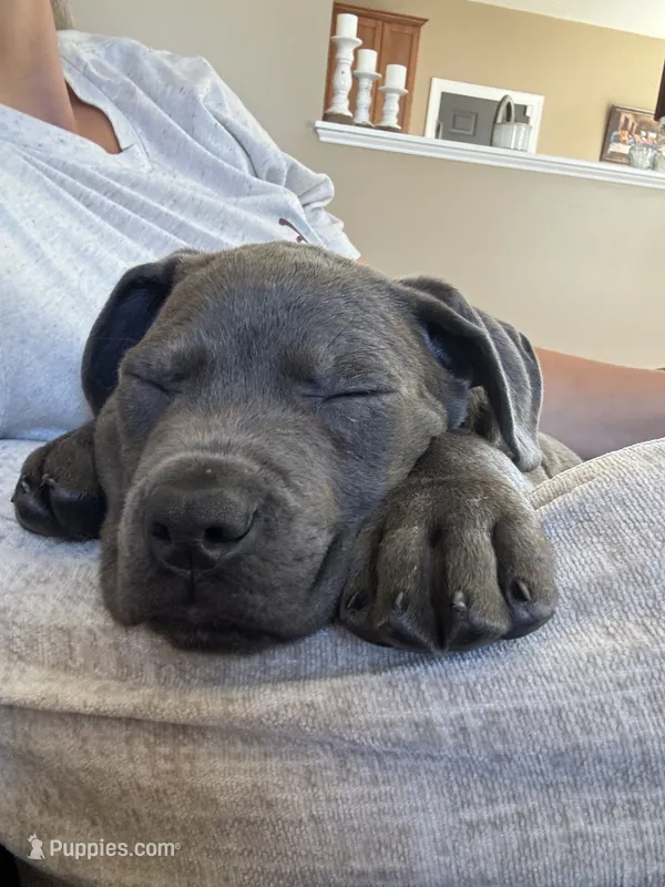 Lucy - Full AKC – Cane Corso puppy for sale in Fishersville, VA