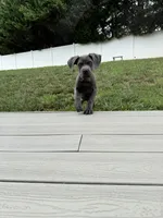 Lucy - Full AKC, a female Cane Corso for sale in Fishersville, VA – 5 of 9