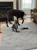 Izzy, a female Cane Corso for sale in Fishersville, VA – 3 of 7