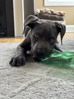 Lucy - Full AKC, a female Cane Corso for sale in Fishersville, VA – 8 of 9