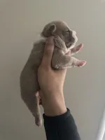 Girl 1, a female American Bully for sale in Glen Ellyn, IL – Photo 2 of 4