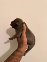 Male1 , a male American Bully for sale in Glen Ellyn, IL – 3 of 5