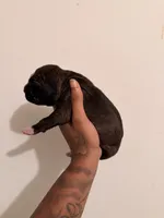 Female 1, a female American Bully for sale in Glen Ellyn, IL – 2 of 5