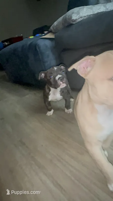 Male 4  – American Bully puppy for sale in Glen Ellyn, IL