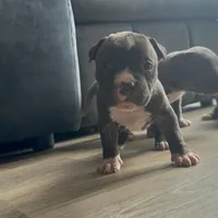 Male 4 , a male American Bully for sale in Glen Ellyn, IL – Photo 2 of 6