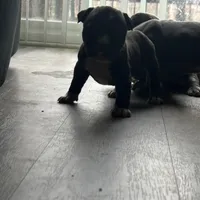 Male 4 , a male American Bully for sale in Glen Ellyn, IL – Photo 3 of 6