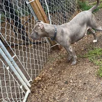 Male 4 , a male American Bully for sale in Glen Ellyn, IL – Photo 6 of 6