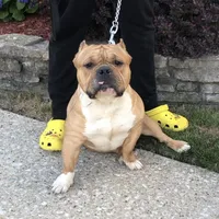 Male 4 , a male American Bully for sale in Glen Ellyn, IL – Photo 5 of 6