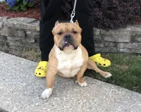 Male 4 , a male American Bully for sale in Glen Ellyn, IL – Photo 2 of 5