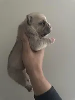 Male 1, a male American Bully for sale in Glen Ellyn, IL – Photo 1 of 4