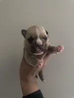 Male 1, a male American Bully for sale in Glen Ellyn, IL – Photo 2 of 4