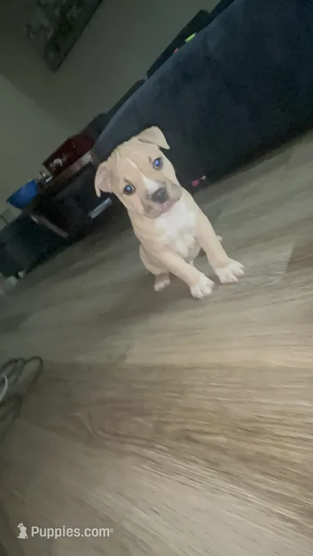 Male 1 – American Bully puppy for sale in Glen Ellyn, IL