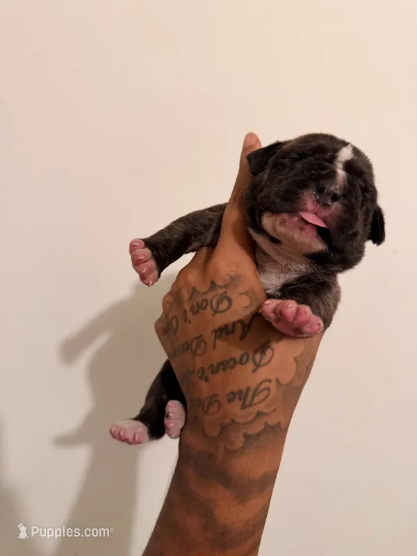 Female 1 – American Bully puppy for sale in Glen Ellyn, IL