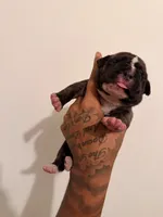 Female 1, a female American Bully for sale in Glen Ellyn, IL – 1 of 5