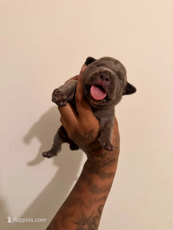 Male1  – American Bully puppy for sale in Glen Ellyn, IL