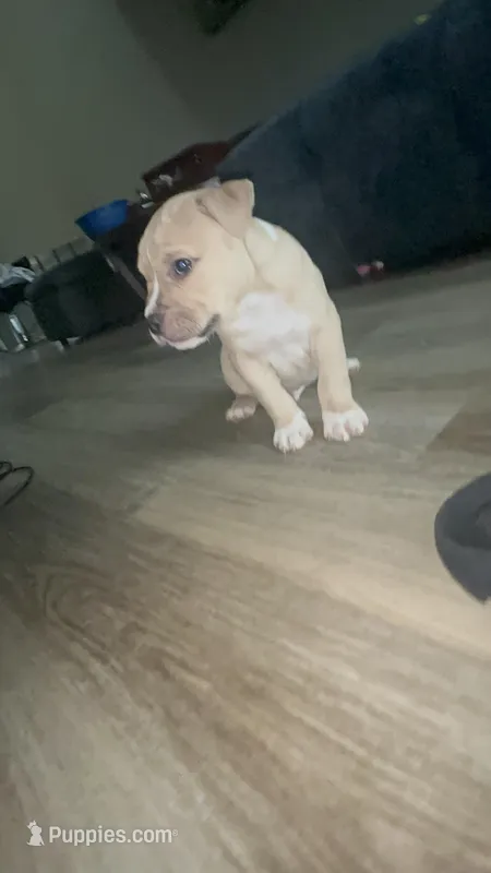 Male 1  – American Bully puppy for sale in Glen Ellyn, IL