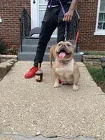 Female 3, a female American Bully for sale in Glen Ellyn, IL – Photo 2 of 3