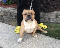 Male1 , a male American Bully for sale in Glen Ellyn, IL – 4 of 5