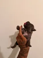 Male1 , a male American Bully for sale in Glen Ellyn, IL – 2 of 5