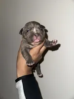 Female 1 , a female American Bully for sale in Glen Ellyn, IL – Photo 5 of 5